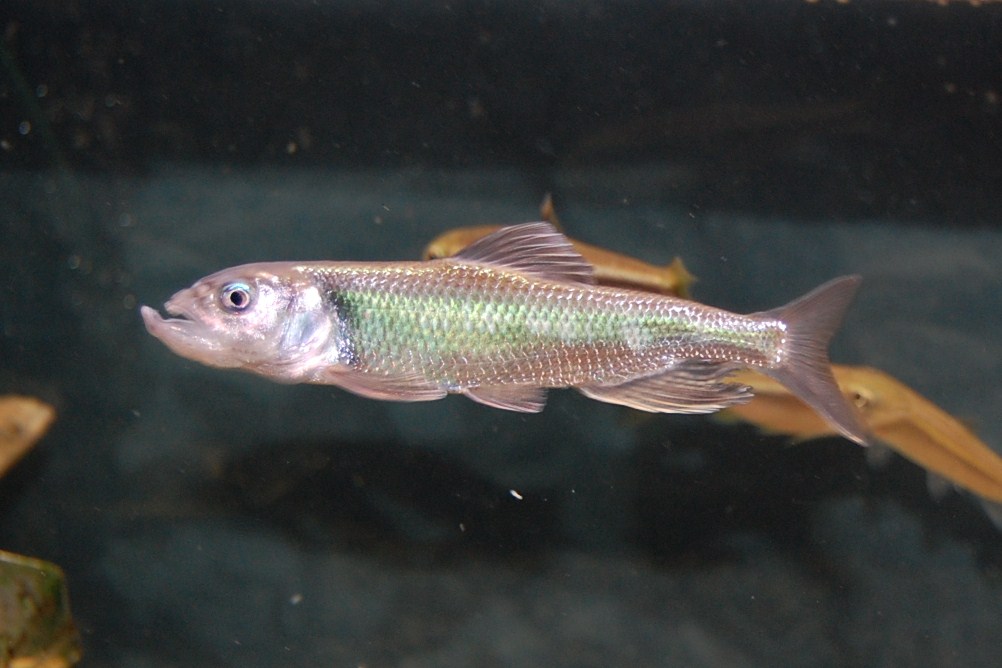 日本の 魚 両生甲殻類