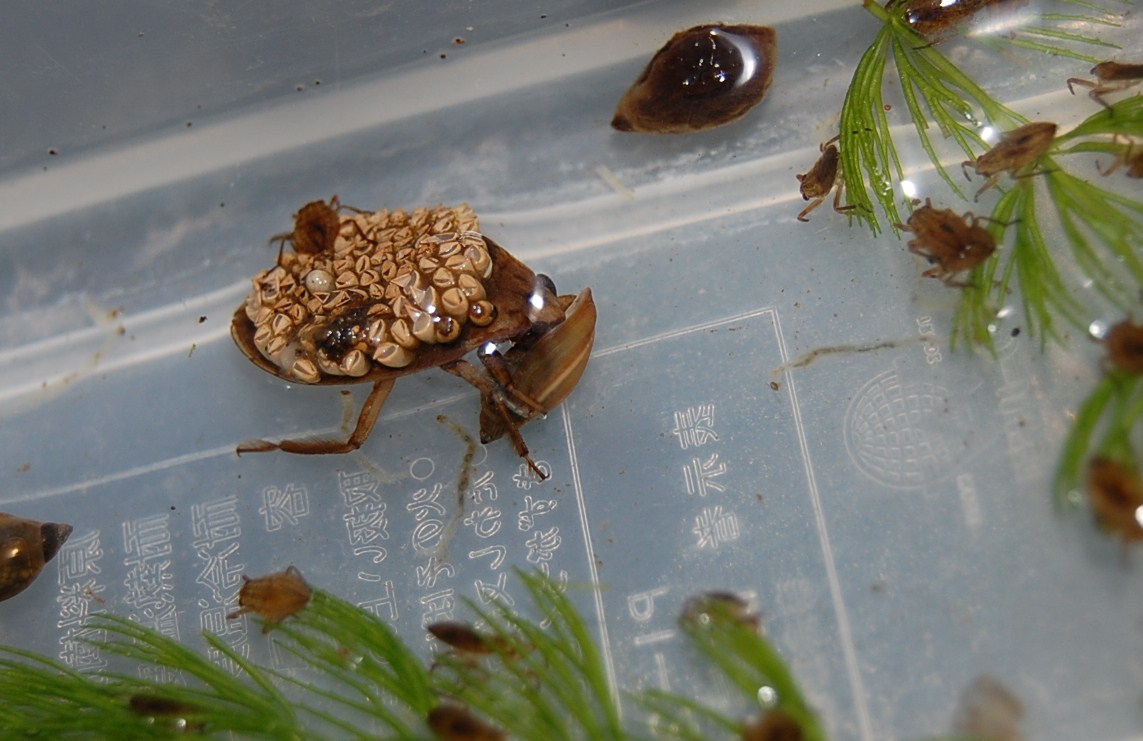 水生昆虫
