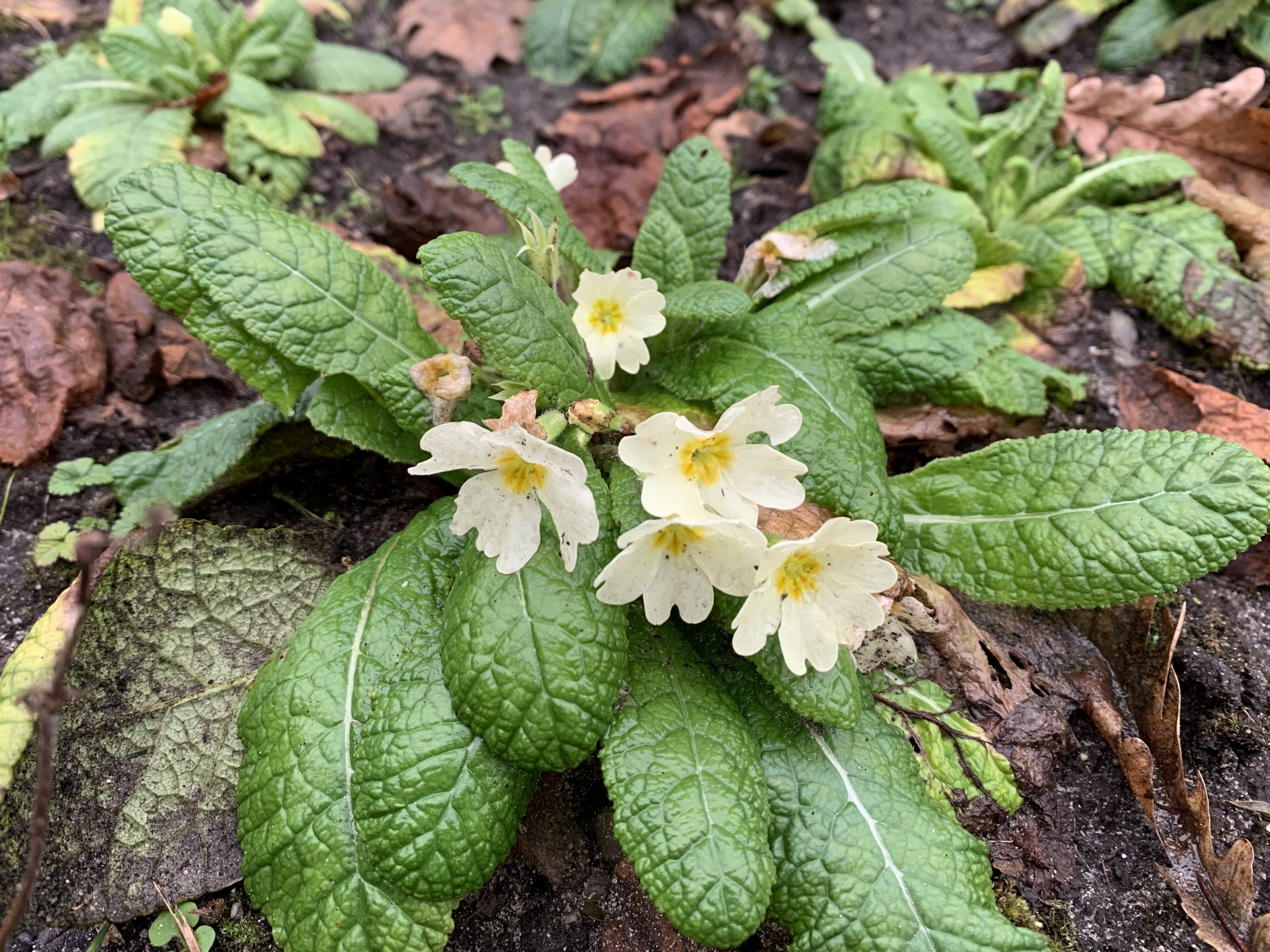 In December Al Een Beetje Voorjaar Dankzij Primula Vulgaris - Tante Tuin