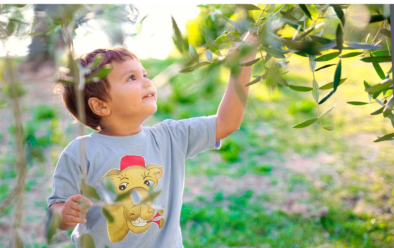 Olive oil making experience For children Taols