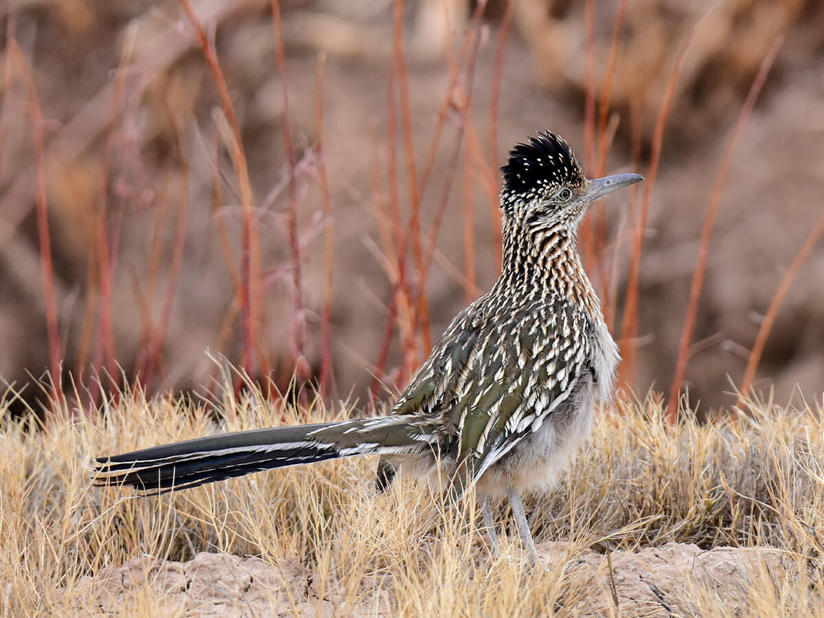 New Mexico’s Native Flora and Fauna Taos Valley RV Park