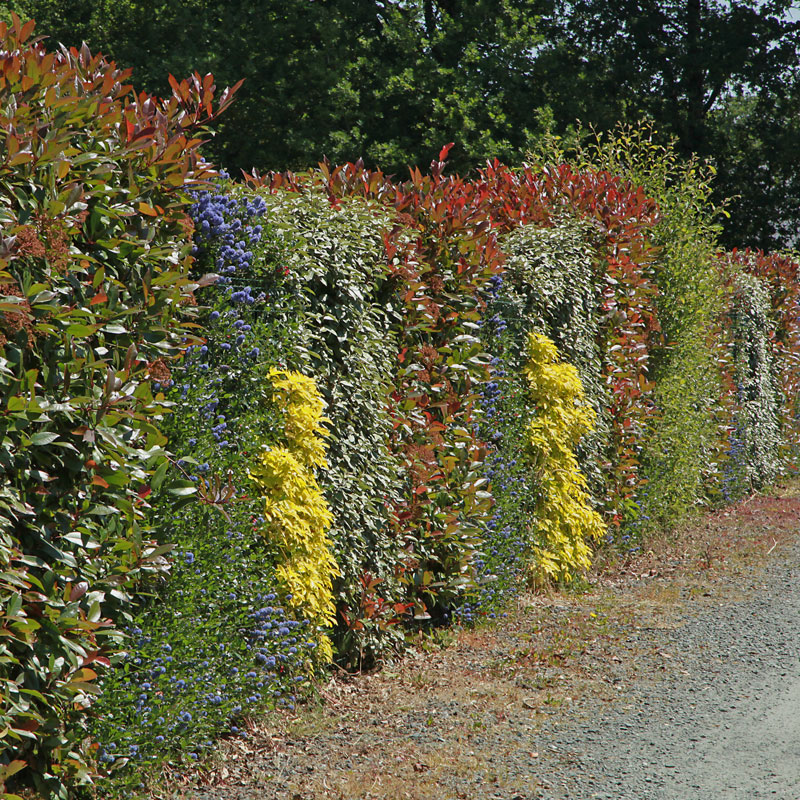 Planting the hedge season, Tapestry Design Studios