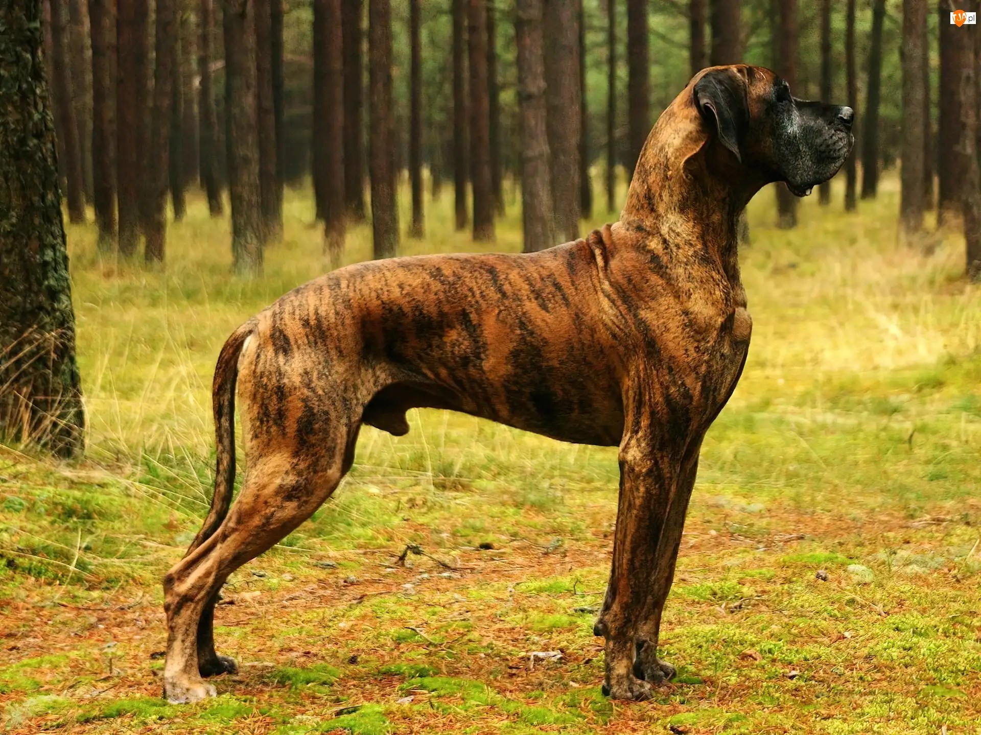 Drzew, Pręgowany, Niemiecki, Dog, Pnie
