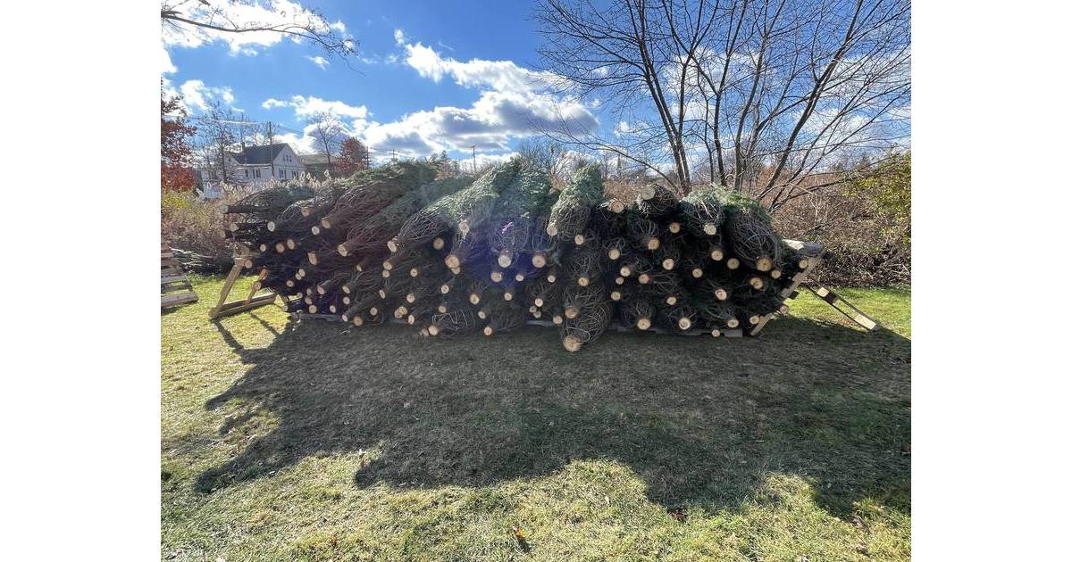 Christmas Tree Sale Coming Soon to Sparta VFW Sparta, NJ News TAPinto
