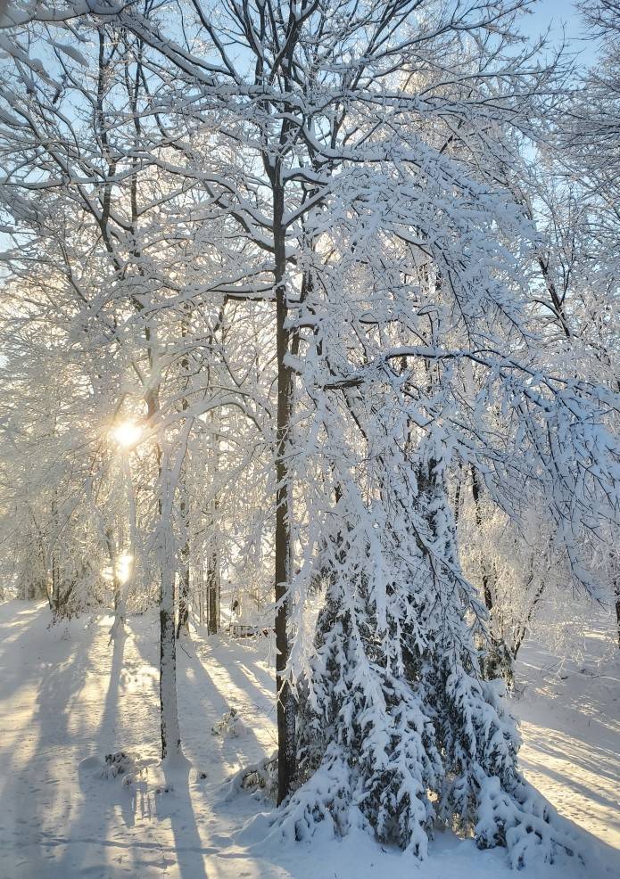 Sparta's First Snow Storm of the Season TAPinto