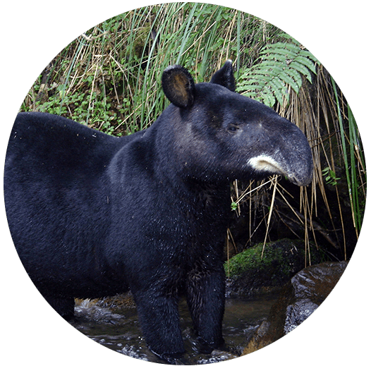 All About the Terrific Tapir Tapir Specialist Group