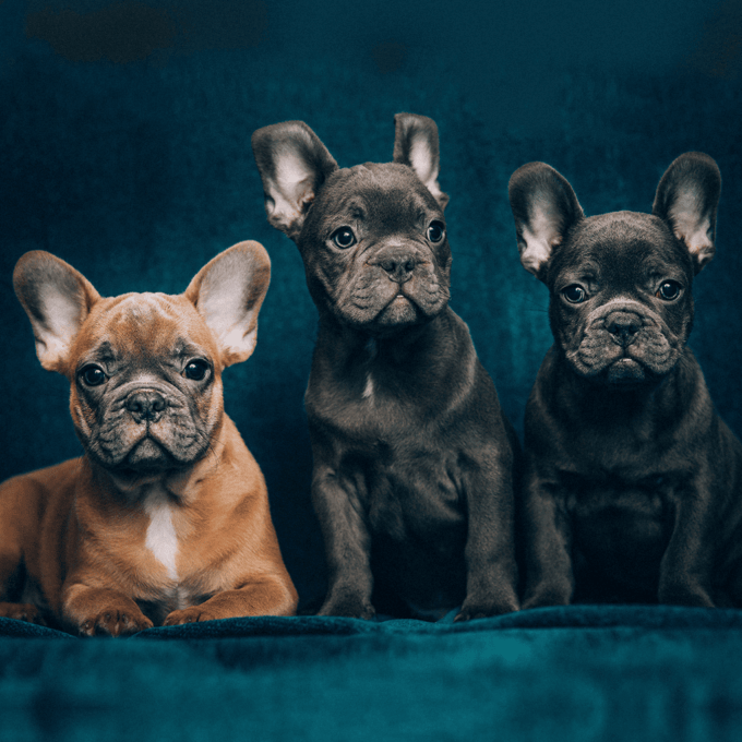 The 10 Best Area Rugs For Pets Pet Room Design