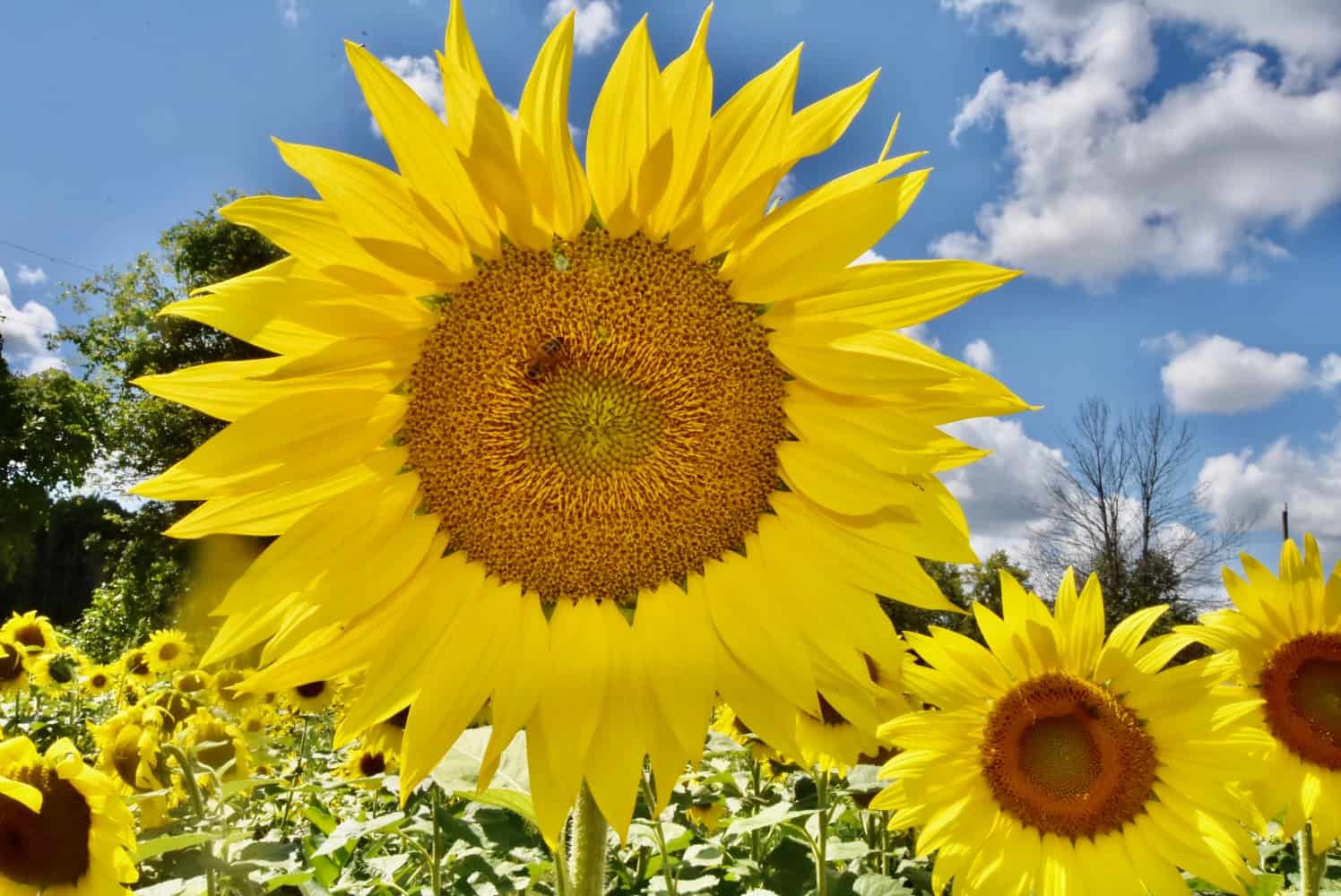Visit a Sunflower field in Ottawa this summer • Tapped Out Travellers