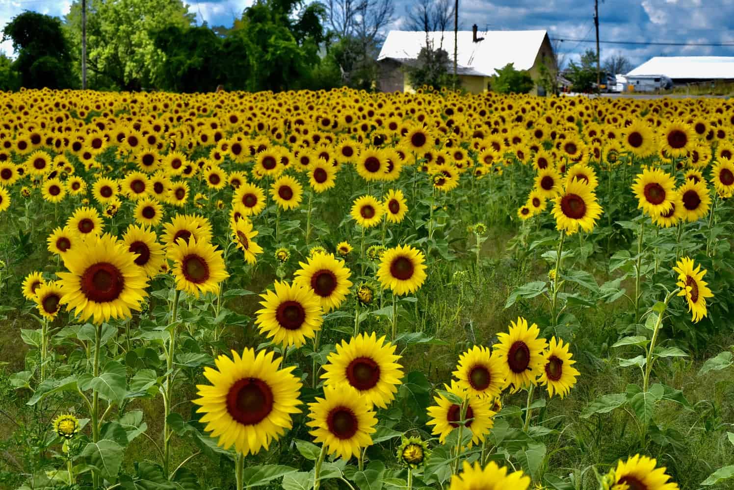 Visit a Sunflower field in Ottawa this summer • Tapped Out Travellers