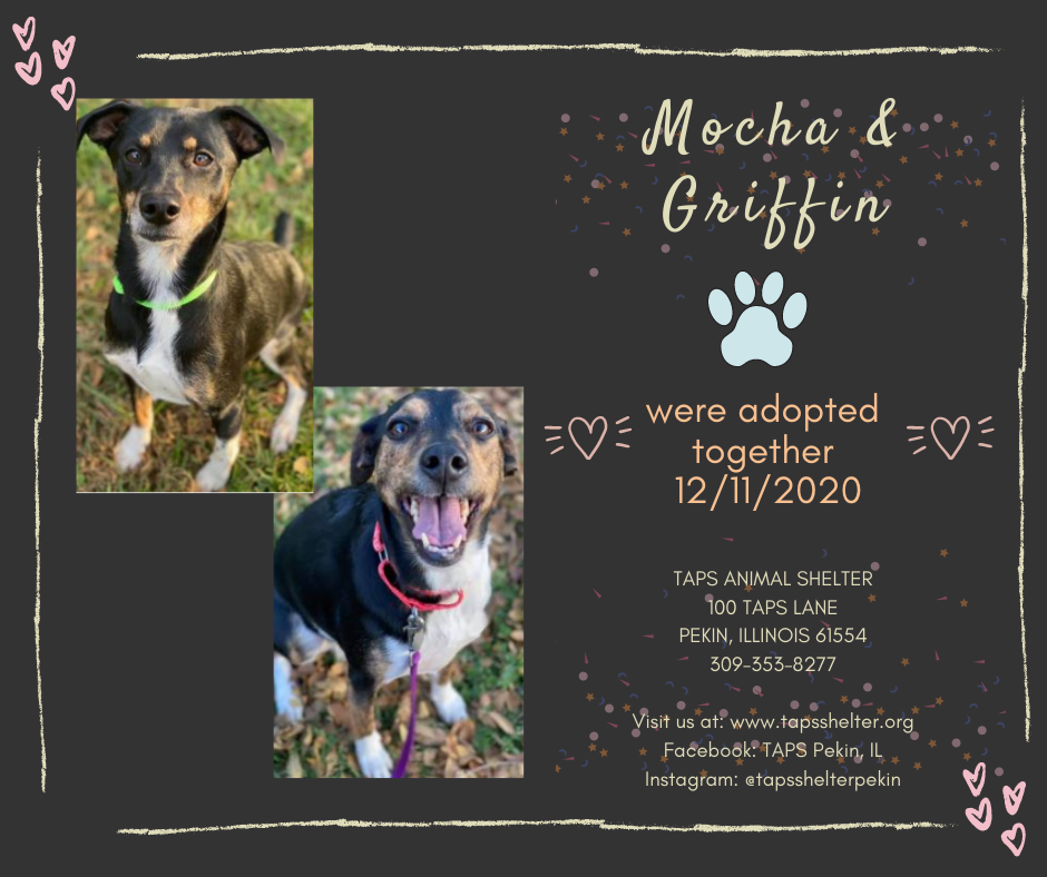 Taps Animal Shelter Pekin Il TAPS to unveil new facilities at open