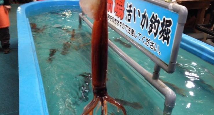 50+北海道 イカ 釣り すべての魚の画像
