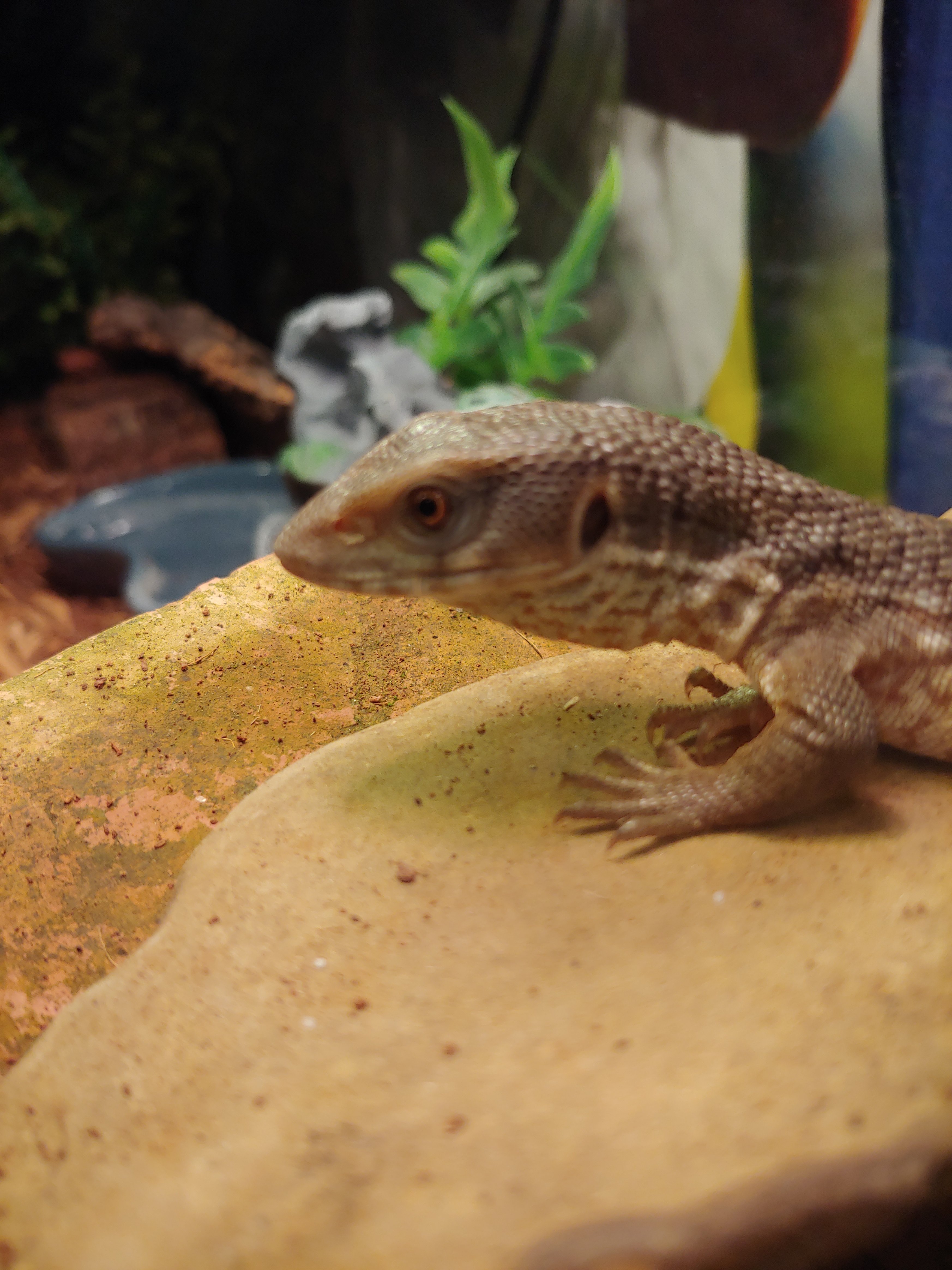 Savannah monitor Tarantula Forum