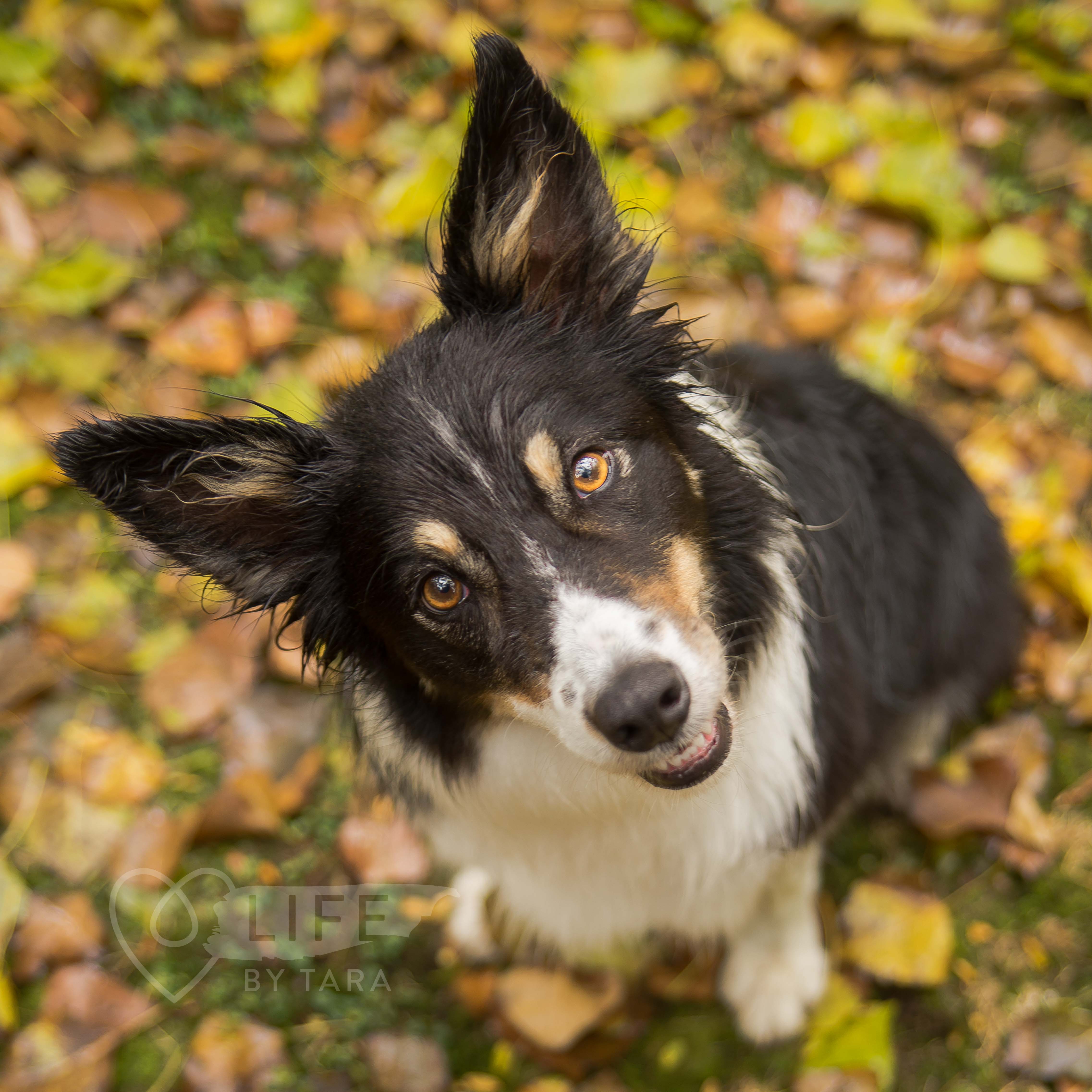Tara Sutherland New Zealand Pet Photography New Zealand Pet