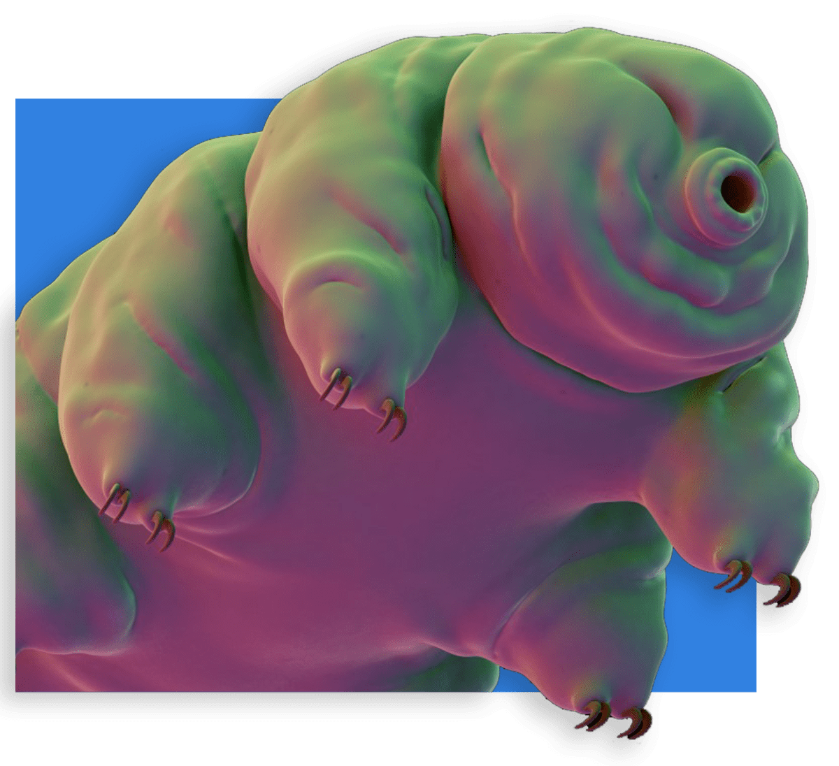 Tardigrades Discover the Fascinating World of Water Bears