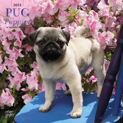 Pug Day 2023 2023 Square Wall Calendar Pug Puppies - Browntrout : Target