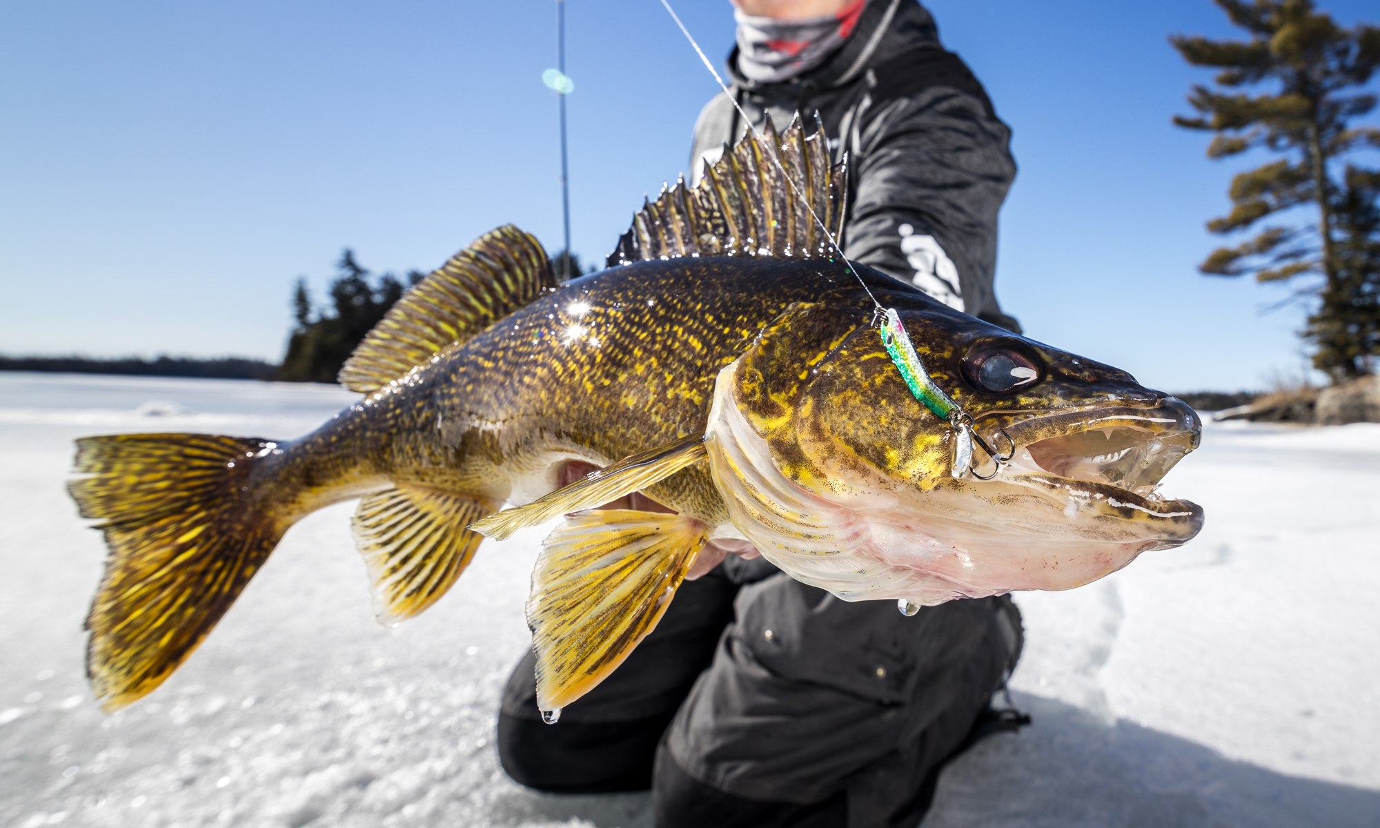 greenback walleyes Target Walleye