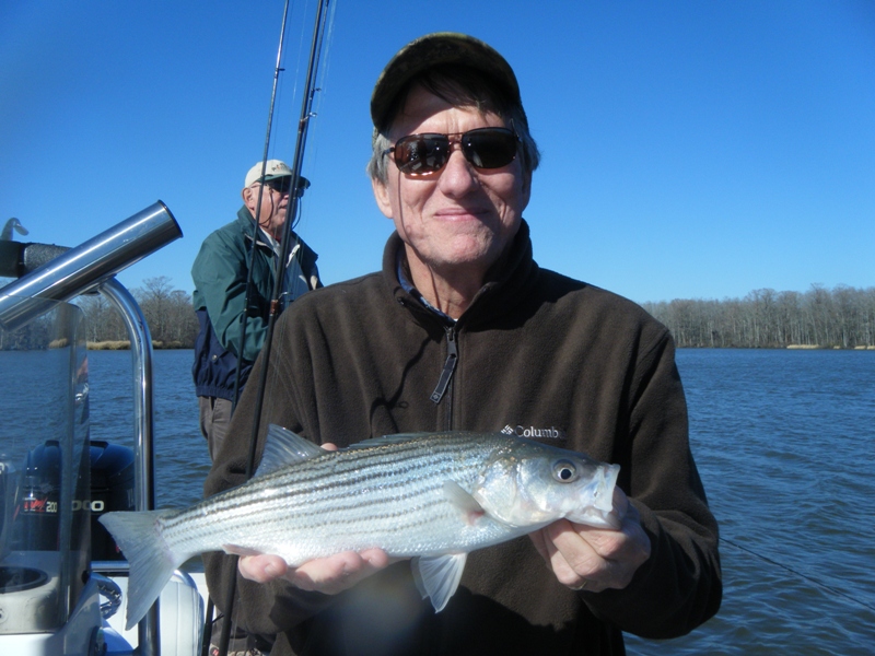 Stripers, Stripers Stripers on the Roanoke and in the Albemarle Sound