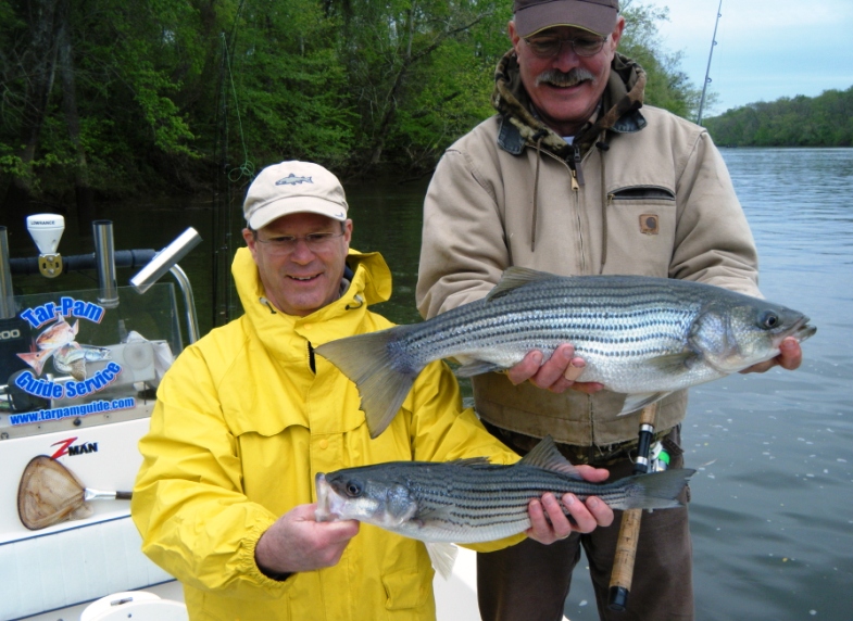 TarPam Guide Service Roanoke River Striper Fishing Charters