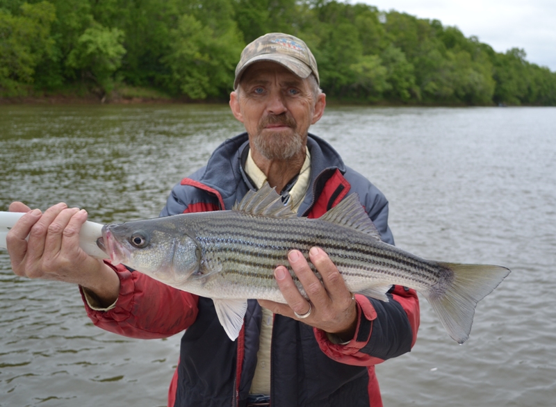 TarPam Guide Service Roanoke River Striper Fishing ChartersTarPam