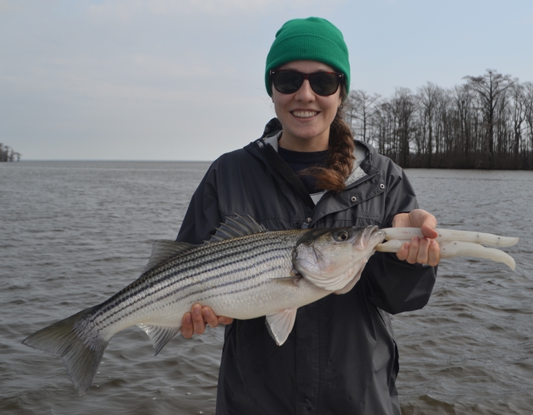 Roanoke River Winter Striper Fishing Report TarPam Guide Service