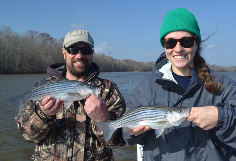 Roanoke River Winter Striper Fishing Report TarPam Guide Service