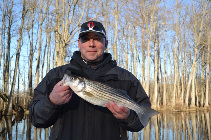 Great Striper Fishing Today on the Lower Roanoke River TarPam Guide