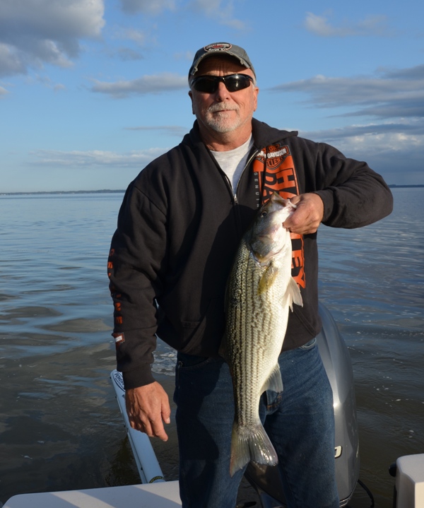 Some Big Stripers Today TarPam Guide Service