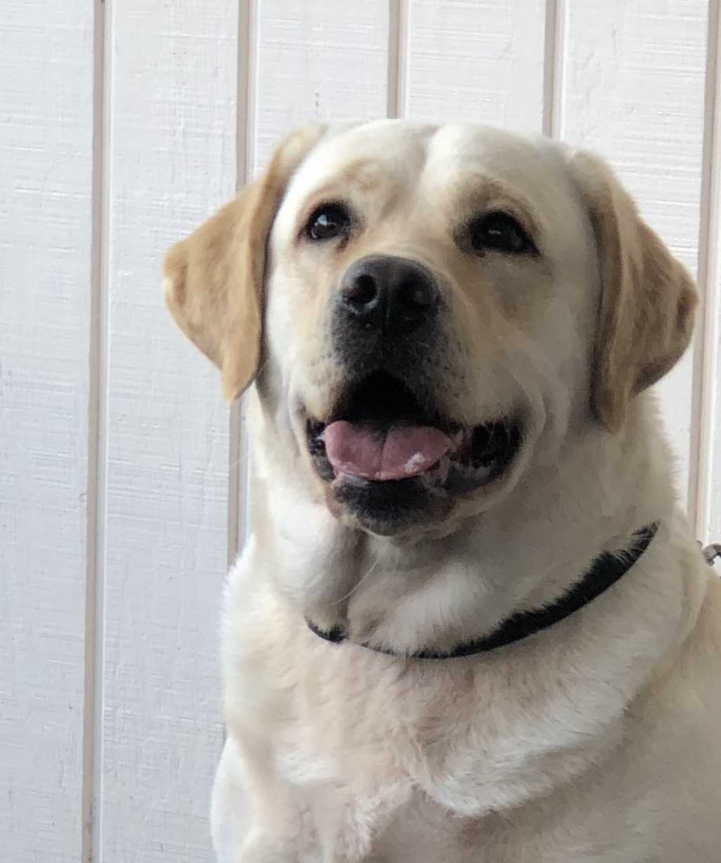 Tarrah Labrador Retrievers Orlando Breeder Lab puppies