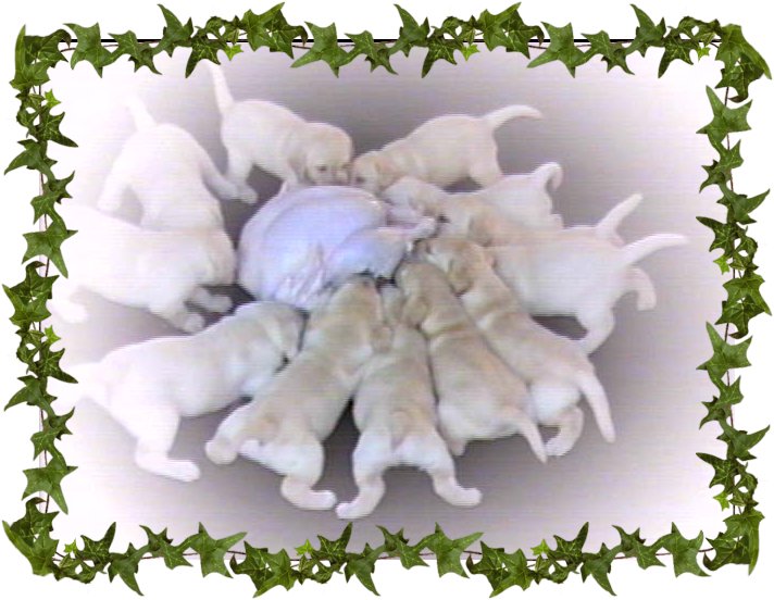 Tarrah Labrador Retrievers Orlando Breeder Lab puppies