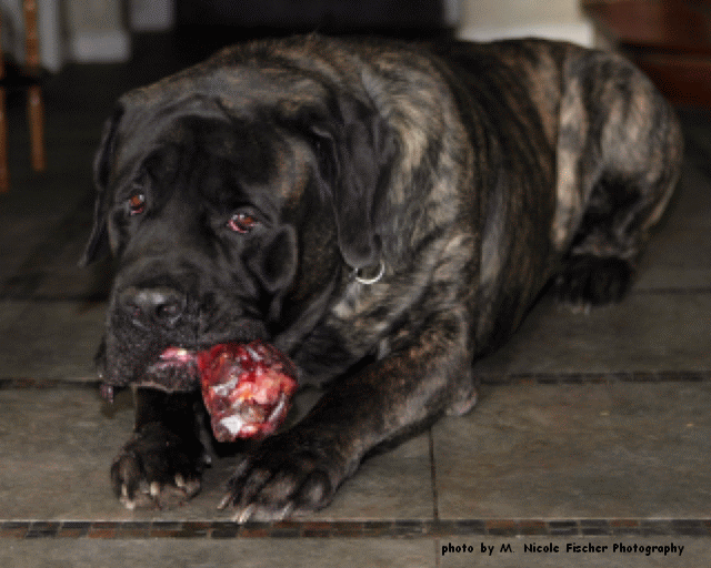 Raise a Paw 4 Raw/Breeding then Feeding