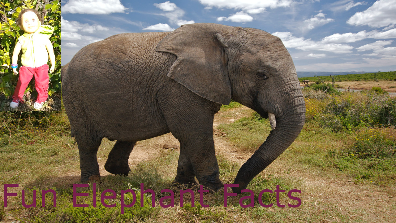 Fun Elephant Facts with Tary Tarygo