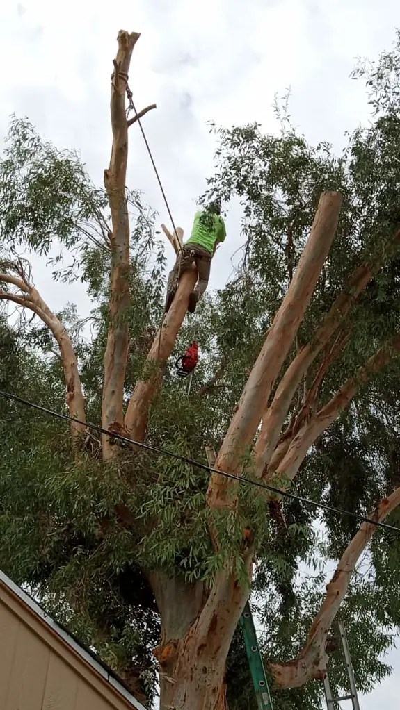 Tarzan Landscaping Veteran Owned Tucson, AZ