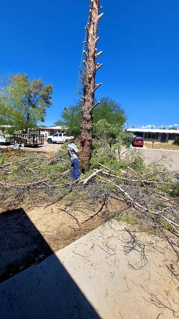 Tarzan Landscaping Veteran Owned Tucson, AZ