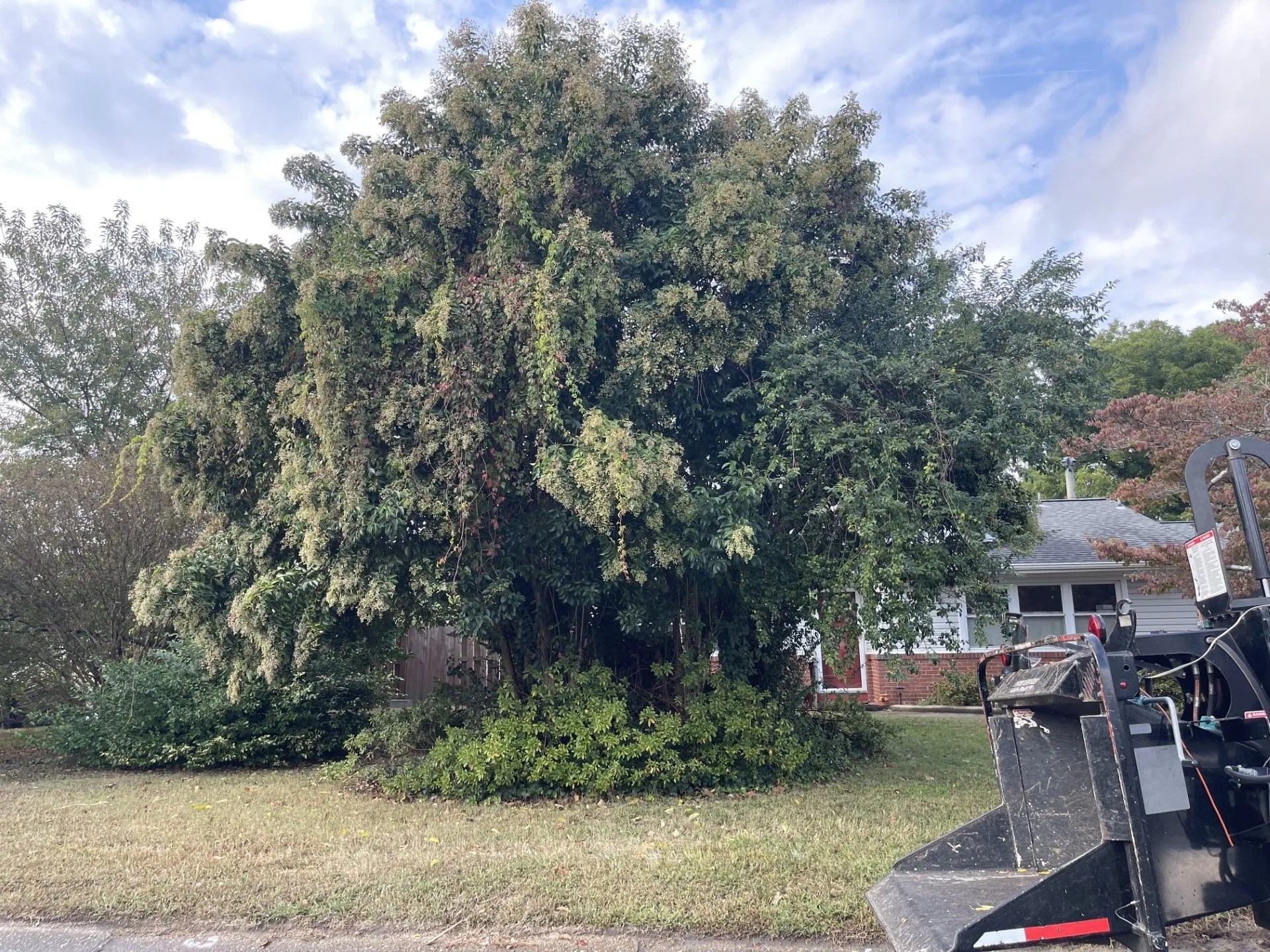 Projects TARZAN TREE SERVICE