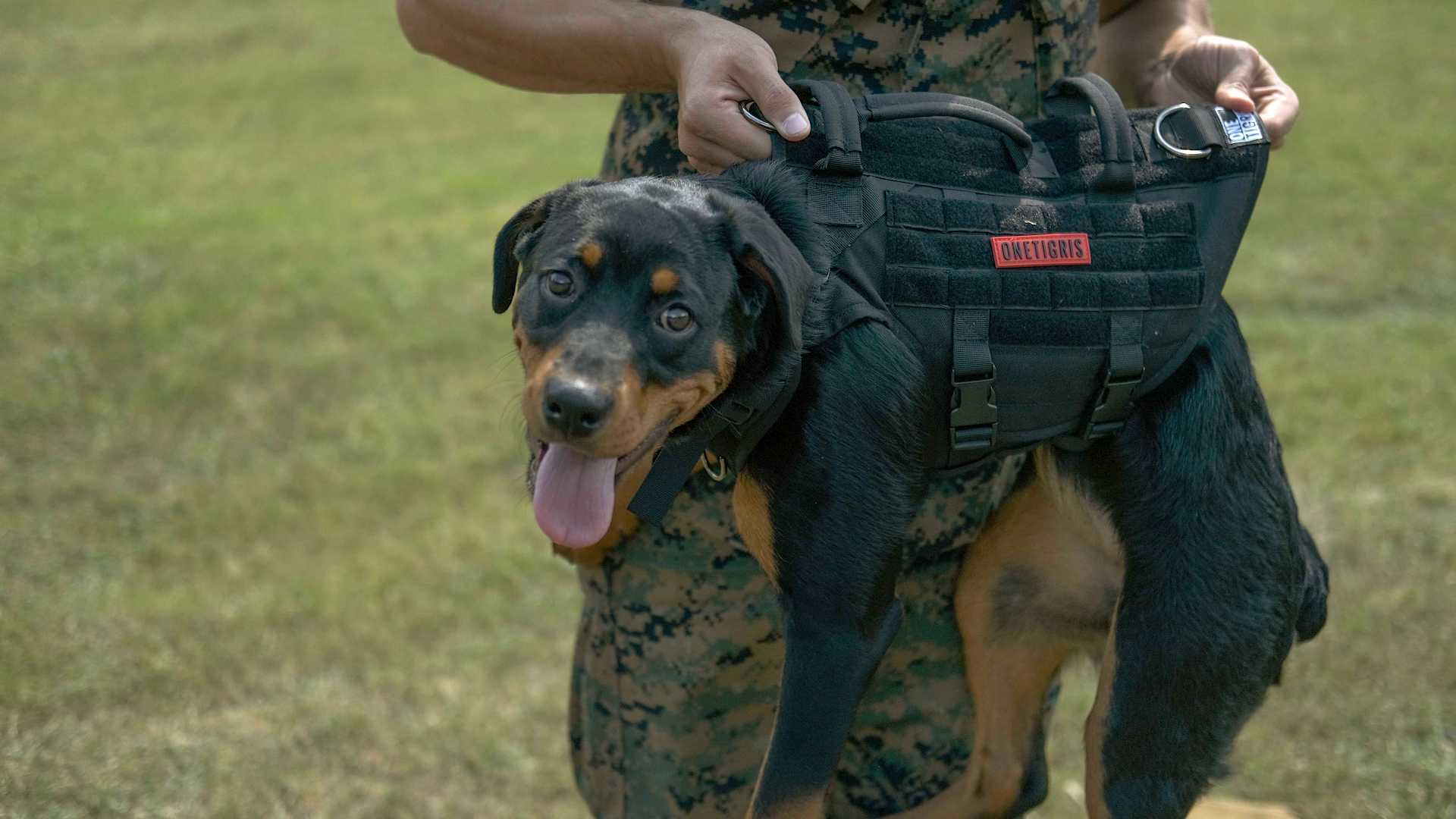 Best Service Dog Vests (Review & Buying Guide) in 2023 Task & Purpose