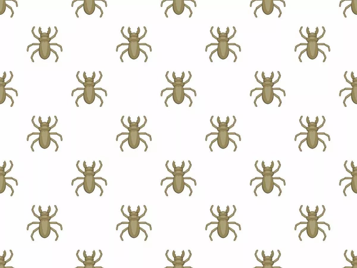 シラミの駆除方法と予防方法！原因は？大人でもなるの？ タスクル