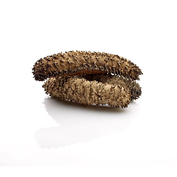 Prickly Sea Cucumber Tas Live Abalone