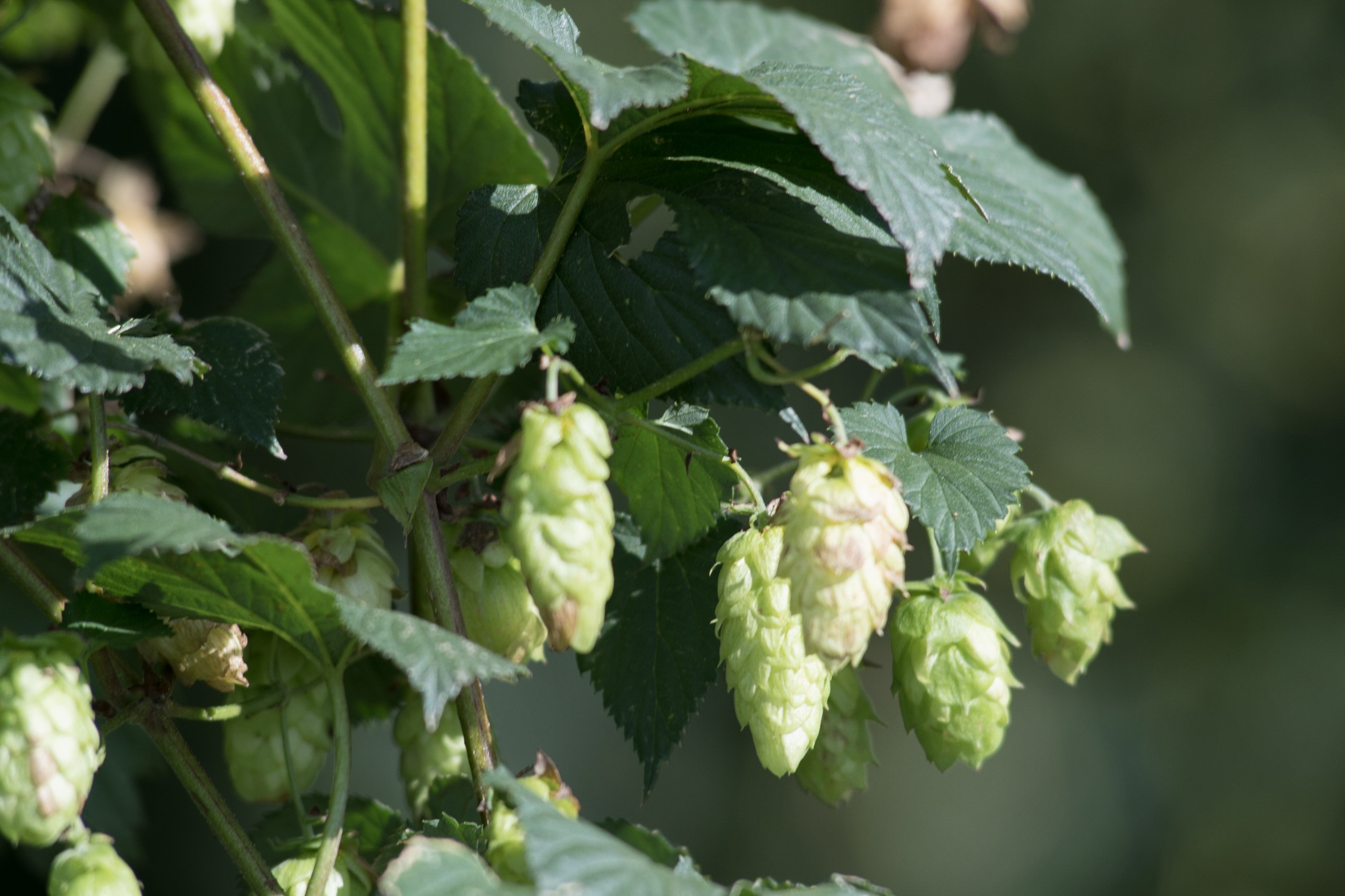 “Nelson Sauvin” hop flowers