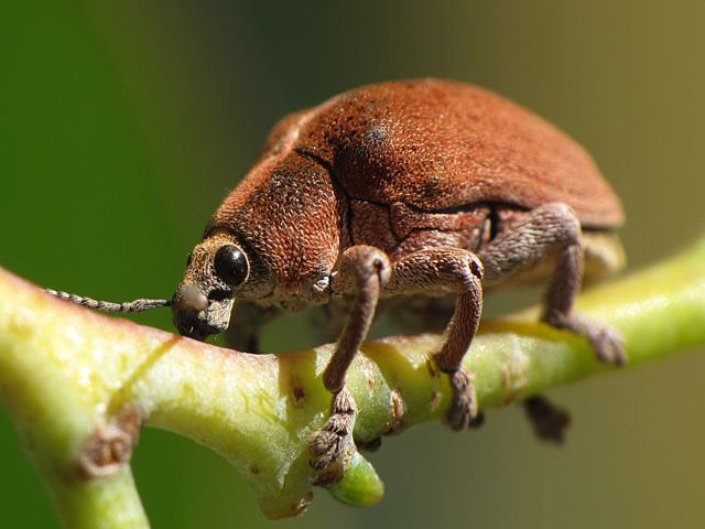 Australian Beetles Volume 2: Archostemata, Myxophaga,.