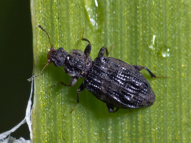 Australian Beetles, Volume 2 OverDrive