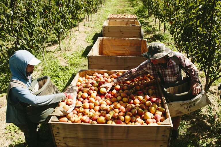 What can be Expected Next Fruit Harvest Season? Tasmanian Times