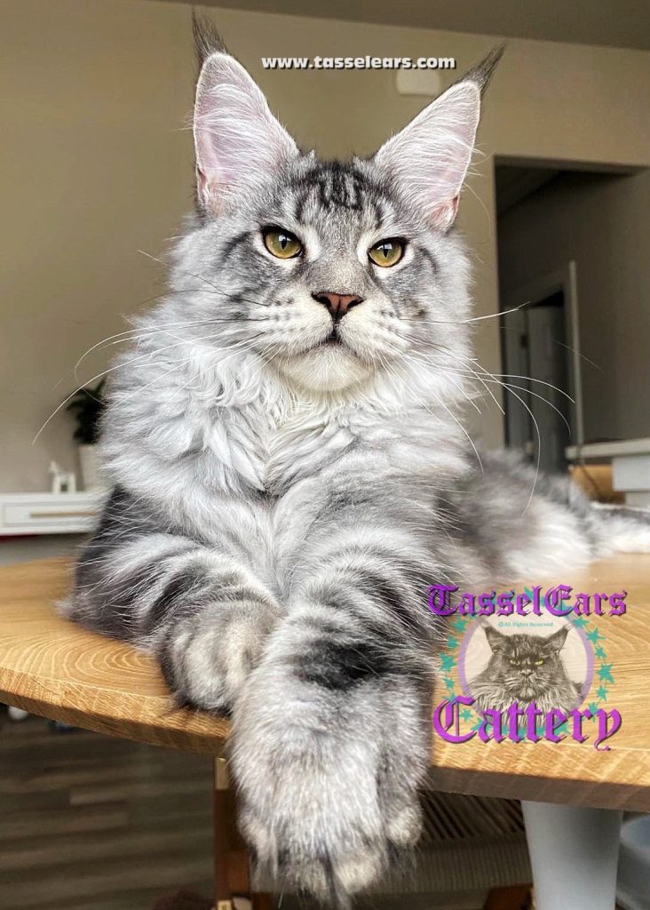 Tassel Ears Maine Coon Cattery
