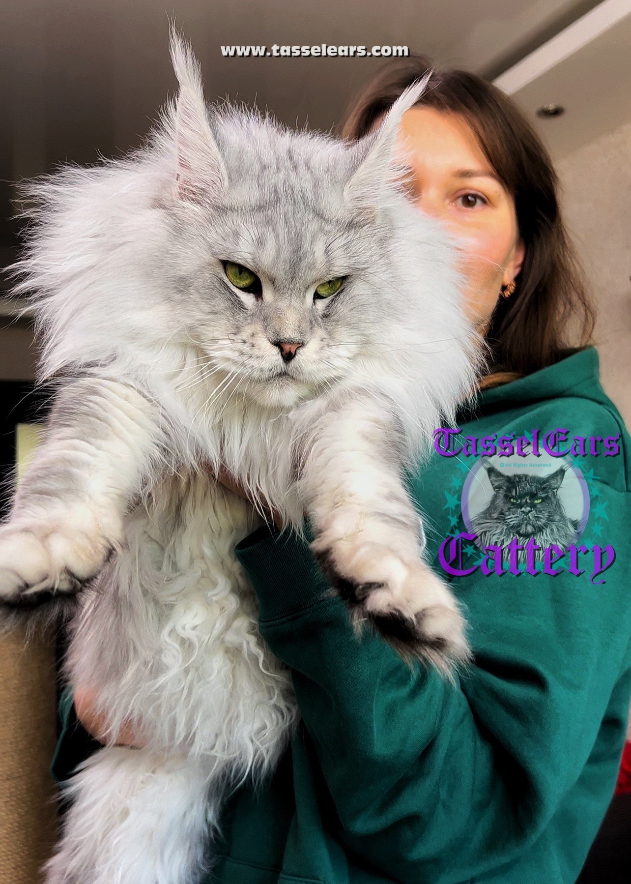 Tassel Ears Maine Coon Cattery