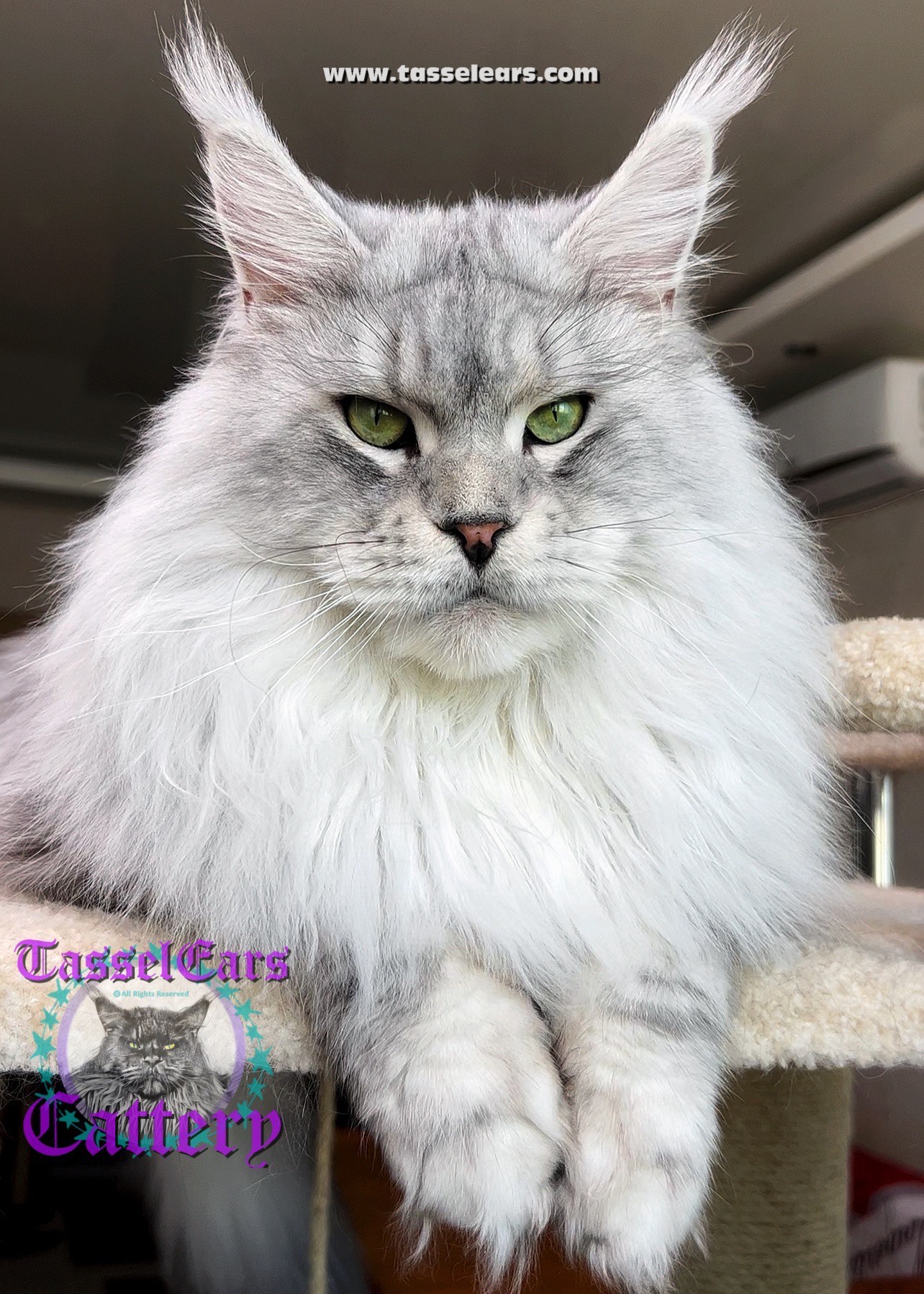 Kings Tassel Ears Maine Coon Cattery