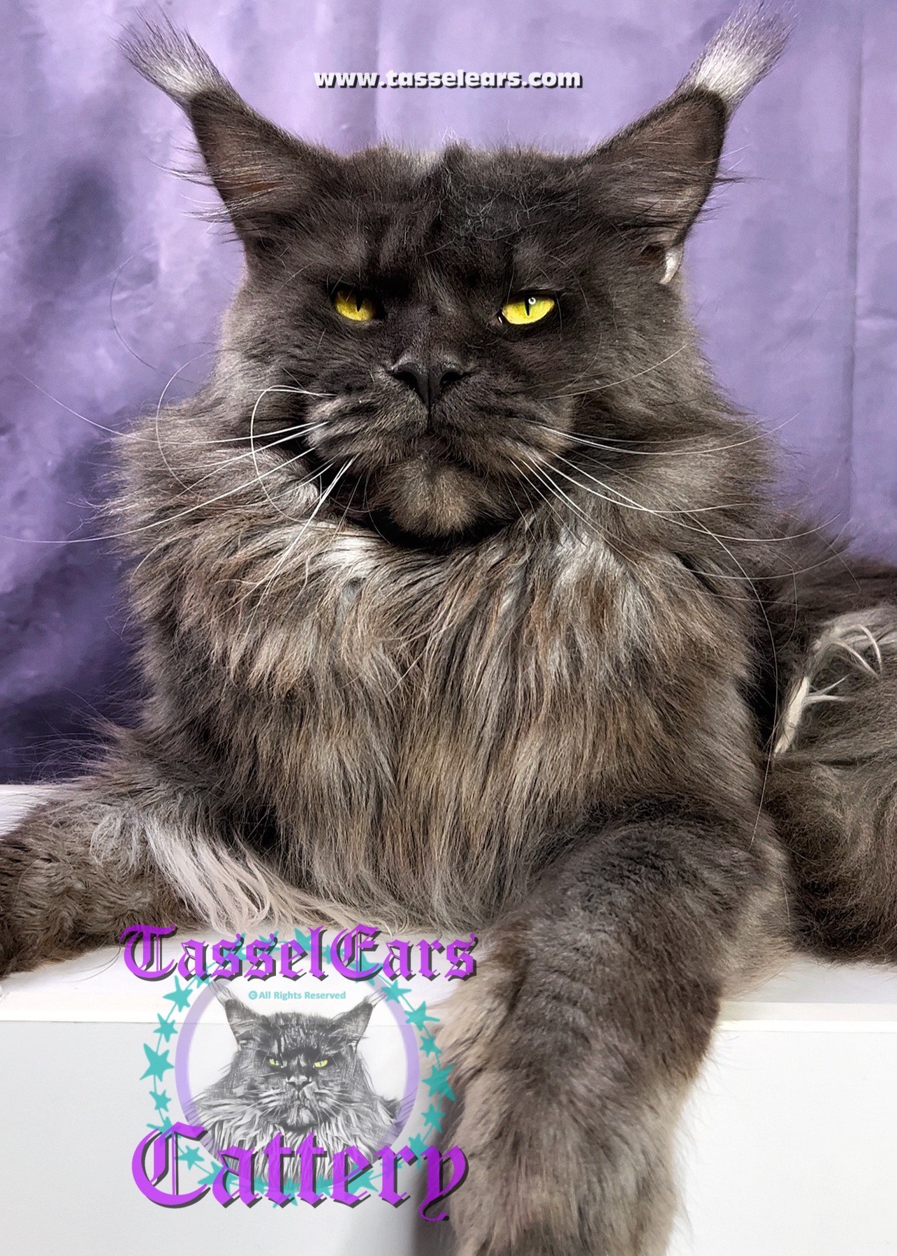 Kings Tassel Ears Maine Coon Cattery