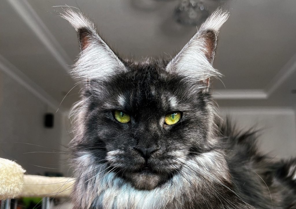 Queens Tassel Ears Maine Coon Cattery