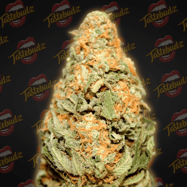 Biscotti 33 Strain Autoflower Seeds Tastebudz