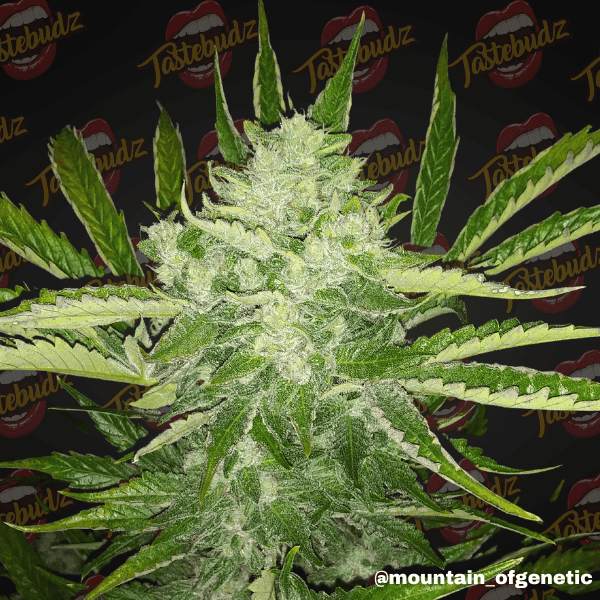 Mimosa Strain Autoflower Seeds Tastebudz