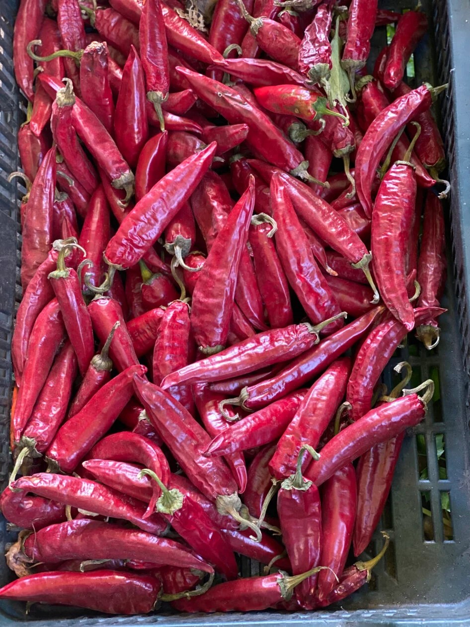 Hódi Paprika A Life of Spice in Szeged — Taste Hungary