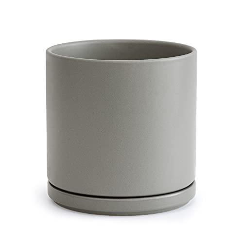 Best Drainage Pot For Fiddle Leaf Fig (2023 Updated) Taste of St. Louis